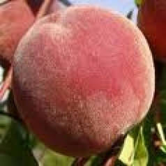 Персик середньопізній сорт Флемінг Фюри 24 З Голд, підщепа мигдаль