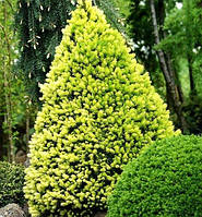 Ель канадская 'Дейзи Вайт' 3 года Picea glauca 'Daisy's White'