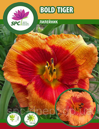 Лілейник Bold Tiger