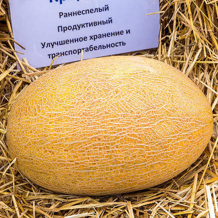 Кредо F1 насіння дині, 1000 насіння — ранній гібрид, типу Ананас Clause, фото 3