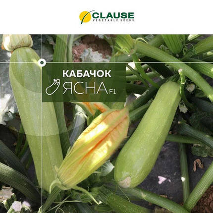 Ясна F1 кабачок (Clause), 5 насіння — кущовий гібрид кабачка., фото 1