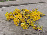 Сухоцвіт жовтого деревію Achillea ochroleuca, 20 шт\уп, фото 2