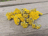 Сухоцвіт жовтого деревію Achillea ochroleuca, 20 шт\уп, фото 5