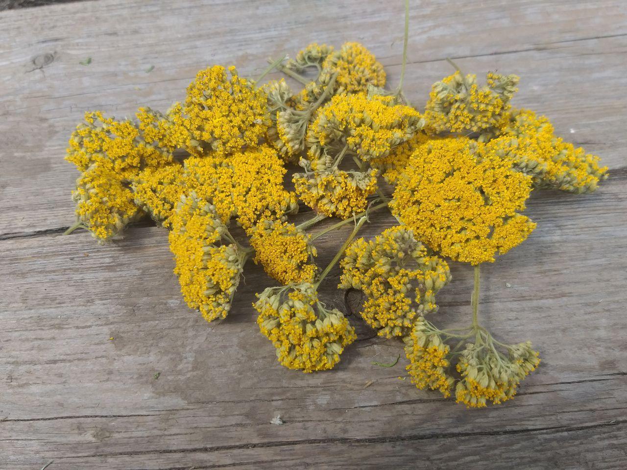 Сухоцвіт жовтого деревію Achillea ochroleuca, 20 шт\уп