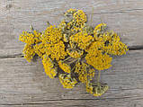 Сухоцвіт жовтого деревію Achillea ochroleuca, 20 шт\уп, фото 4