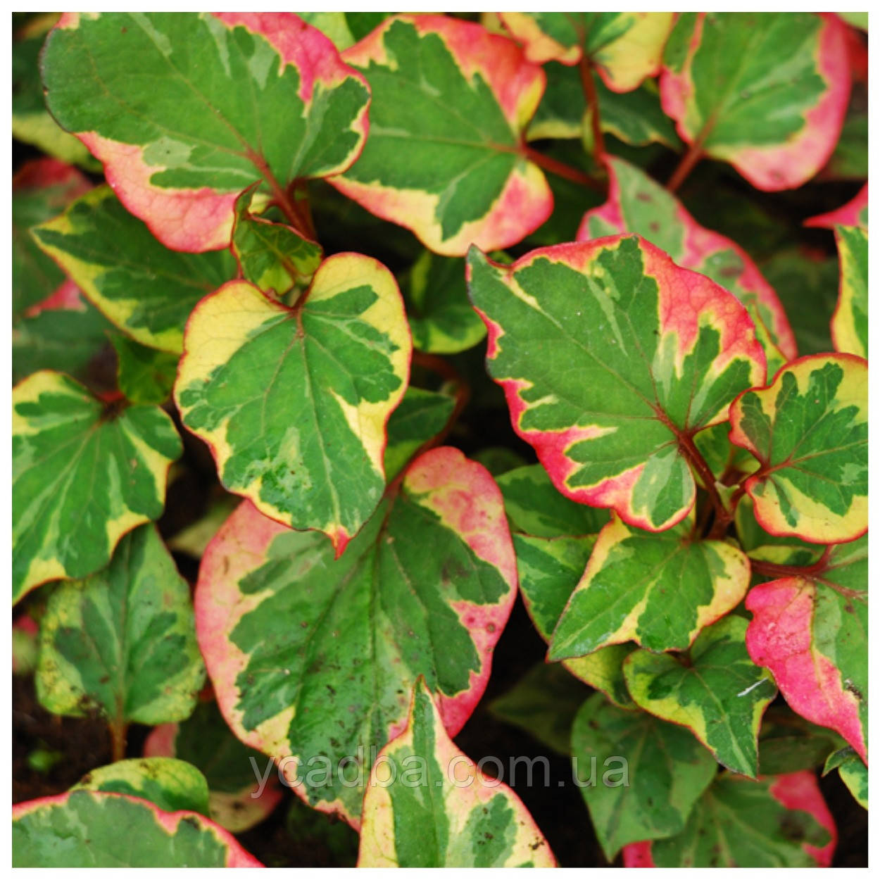 Хаутюнія, фото 1