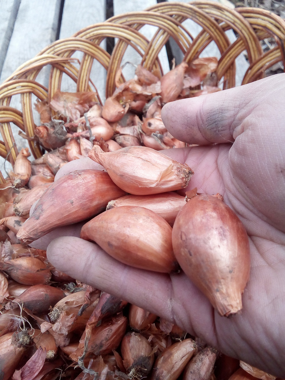 Цибуля Шалот 5 кілограм, фото 1