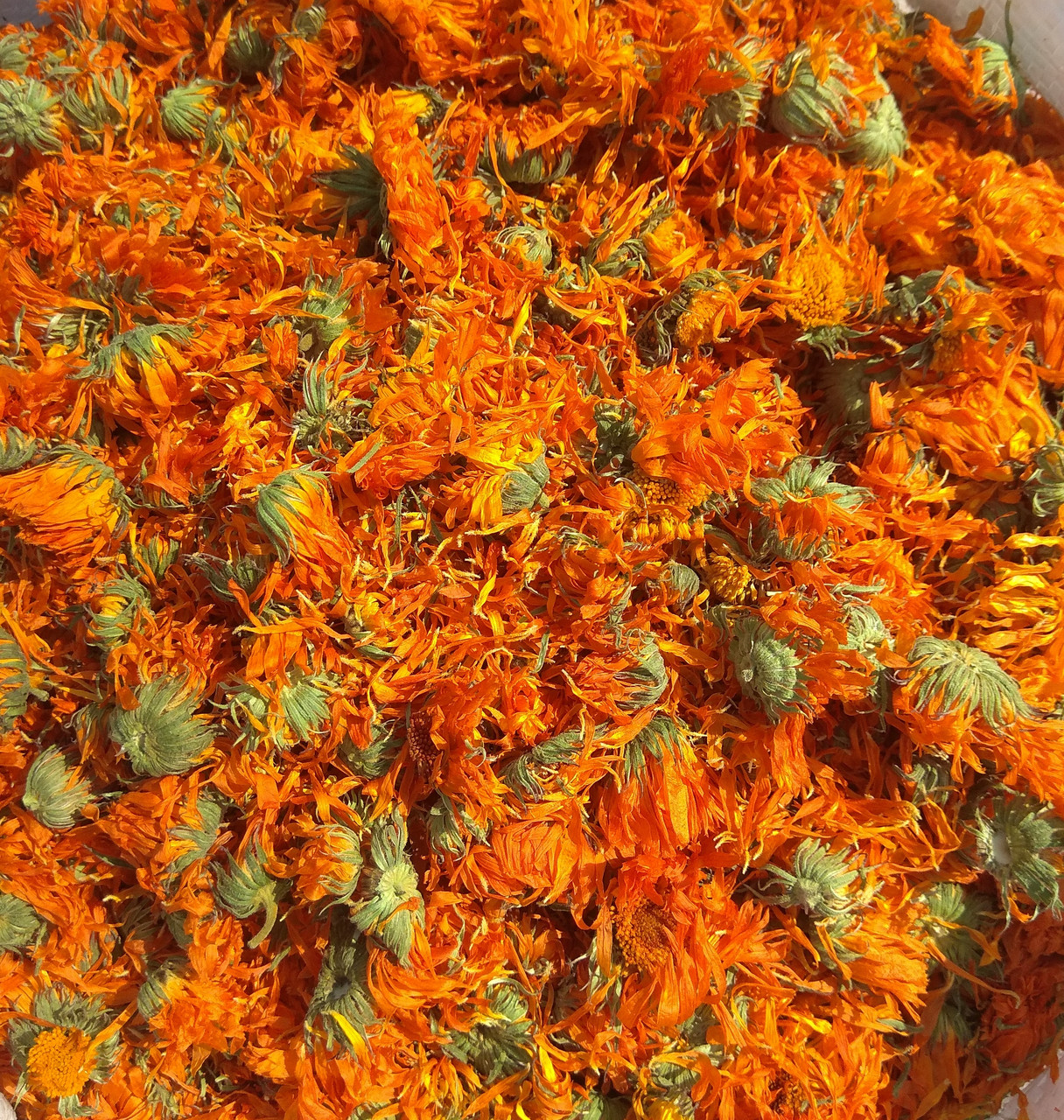 500г. Календула (цвіт), фото 1