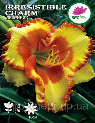 Лілейник Irresistible Charm, фото 3