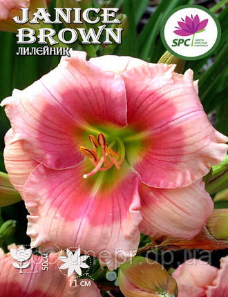 Лійник Janice Brown
