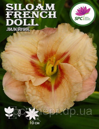 Лілейник Siloam French Doll, фото 1