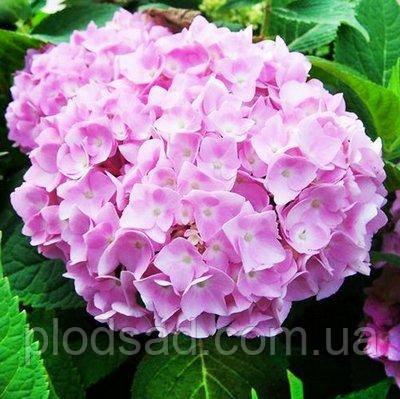 Гортензія великолиста Endless Summer Pink (Ендлесс Саммер пінк)