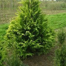 Кипарисовик Лавсона Стардаст (контейнер 0,5л)