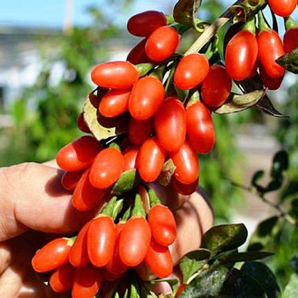 Саджанці годжі сорт "Корнан Біг" 2 річні, конт. 7.5 л, фото 1