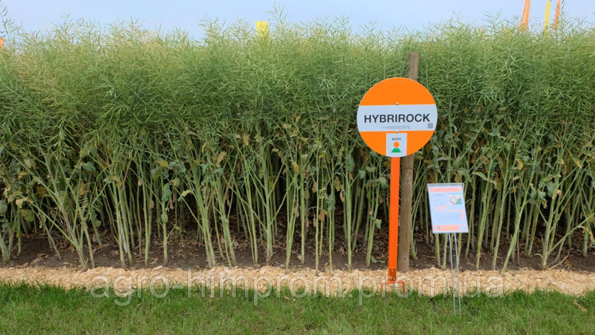 Семена озимого Рапса Гибрирок КВС - Насіння озимого ріпака Гибрірок KWS Німеччина