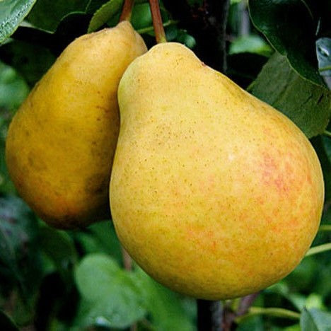 Саджанці Груші Лимонка - ранній сорт, солодка, зимостійка, фото 1