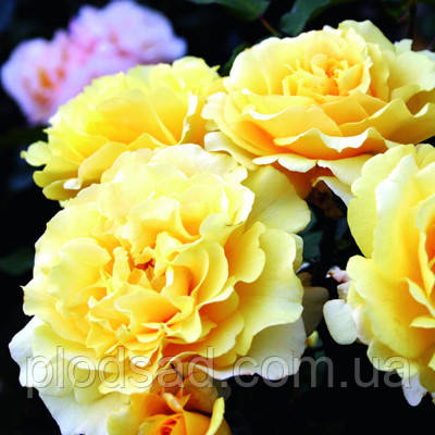 Троянда чайно-гібридна Санні Скай (Sunny Sky)