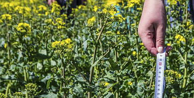 Насіння озимого Ріпаку Марк КВС - Насіння озимого ріпака Марк KWS Німеччина