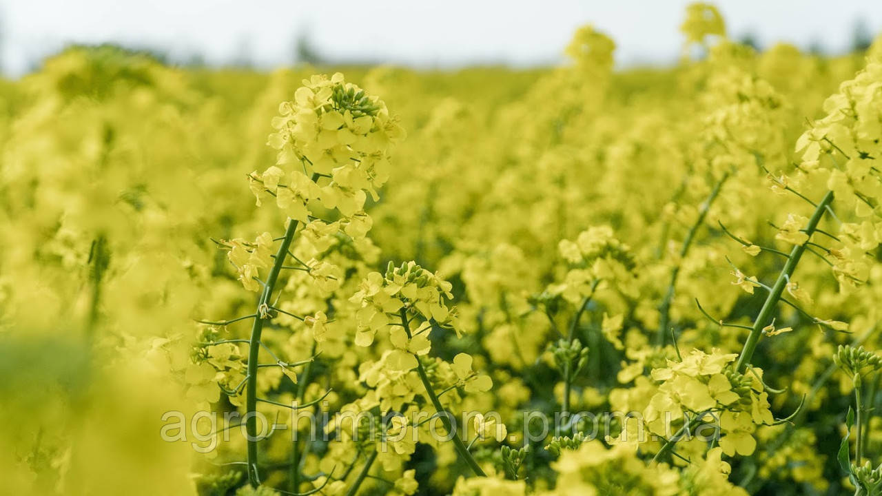 Насіння озимого Ріпаку Альваро КВС - Насіння озимого ріпака Альваро KWS Німеччина