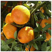 Мандарин Уншіу (щеплений, контейнер 2года)