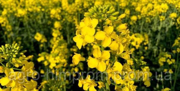 Семена озимого Рапса Северіно КВС - Насіння озимого ріпака Северіно KWS Німеччина, фото 1