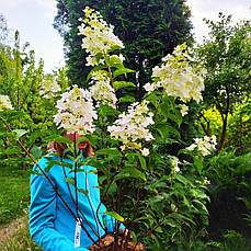 Гортензія Доллі (Hydrangea paniculata Dolly) у конт.3л