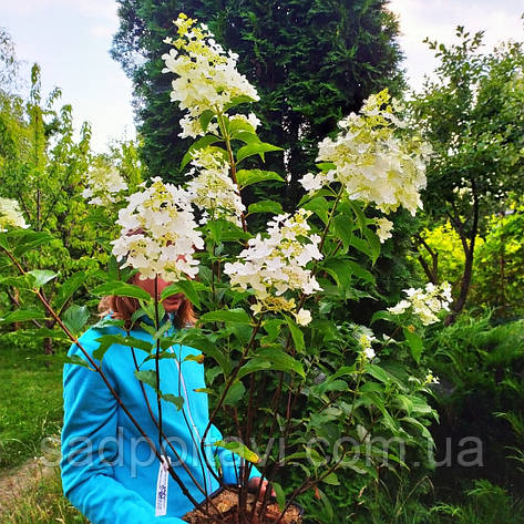 Гортензія Доллі (Hydrangea paniculata Dolly) у конт.3л, фото 2