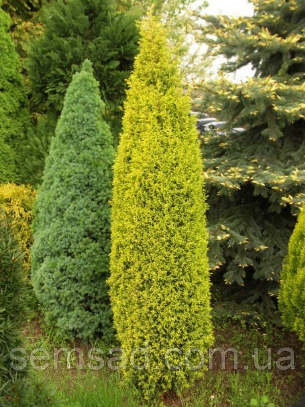 Ялівець колоновидний Голд Кон \ Juniperus communis Gold Cone ( С1.5л ) саджанці