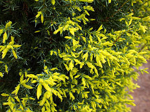 Ялівець колоновидний Голд Кон \ Juniperus communis Gold Cone ( С1.5л ) саджанці, фото 2