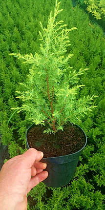 Ялівець колоновидний Голд Кон \ Juniperus communis Gold Cone ( С1.5л ) саджанці, фото 2