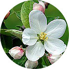 Зображення квітки крапель Баха Crab Apple (Дика Яблуня) Зображення Crab Apple