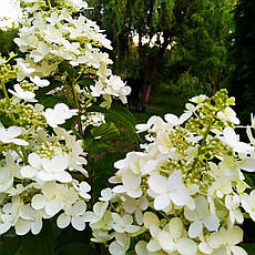 Гортензія метильчаста Доллі (Hydrangea paniculata Dolly) Р9, фото 2