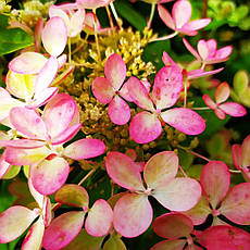 Гортензія Пастель Грін /HYDRANGEA PANICULATA PASTELGREEN 'Renxolor'/ в конт.8л /, фото 3