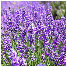 Лаванда