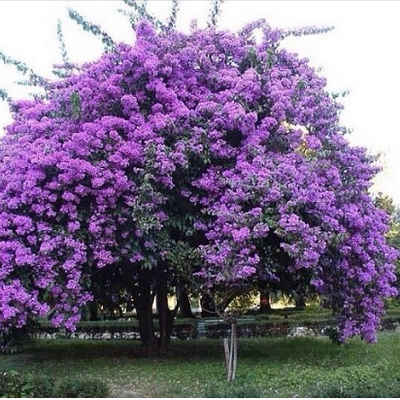 Павлонія (Адамово дерево) Paulownia tomentosa