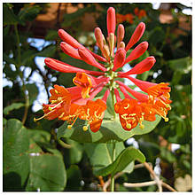 Жимолость Брауна Дропмор Скарлет