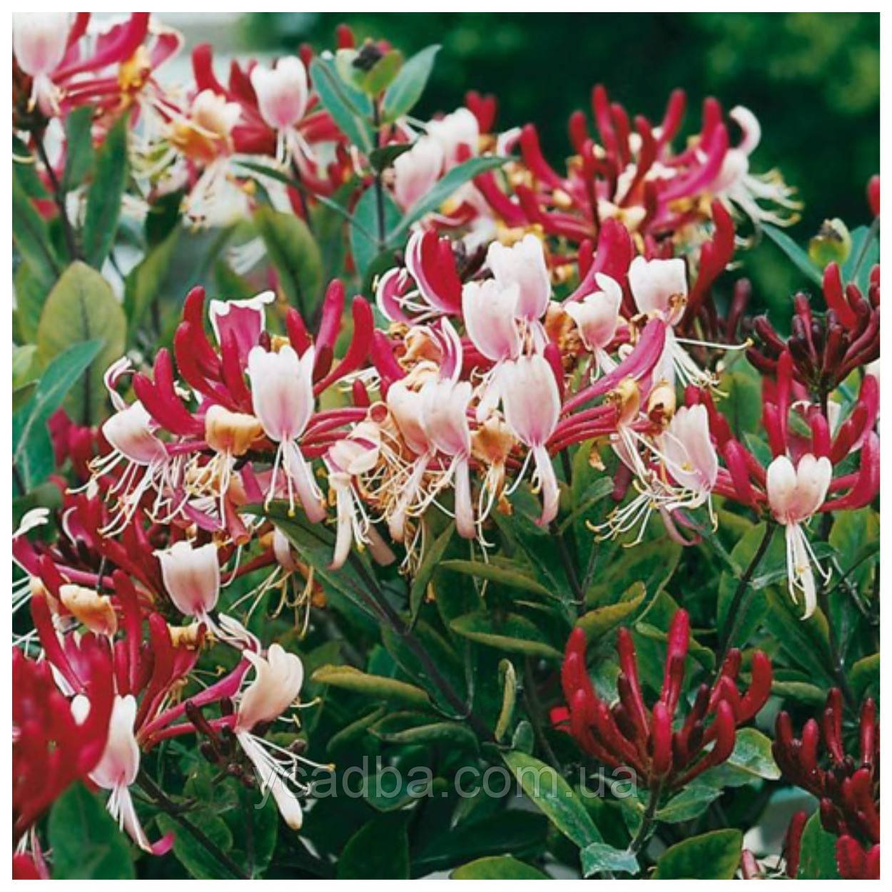 Жимолость в’юнка Серотина (горщик 0,5л), фото 1