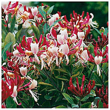 Жимолость кучерява Серотина