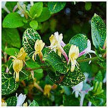 Жимолість декоративна Ауреоретикулата