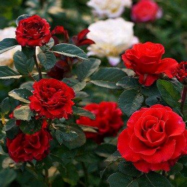 Саджанці чайно-гібридної троянди Корида (Rose Corrida), фото 1