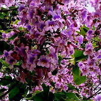 Павлония (Адамово дерево) Paulownia elongata