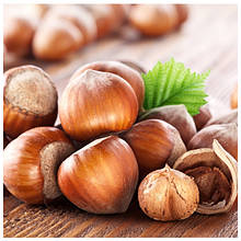 Саджанці фундука