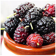 Саджанці шовковиці