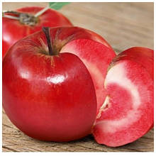 Саджанці яблуні