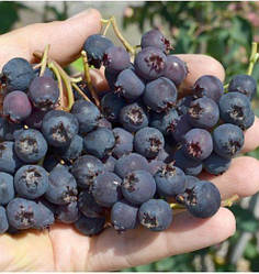 Ірга сорт «Martin» 2 річна, конт. 1.5 л