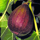 Саджанці Інжиру Коричневий турецький (Brown Turkey) 3-х річний - зимостійкий, самоплодовий, солодкий, фото 2