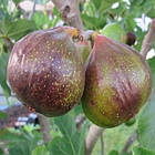 Саджанці Інжиру (Olimpian) - 3-х річний морозостійкий, солодкий, фото 3