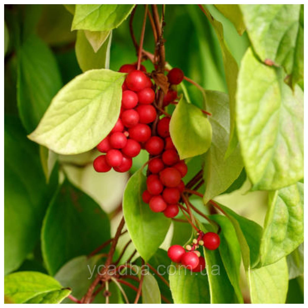 Лимонник китайський, фото 1