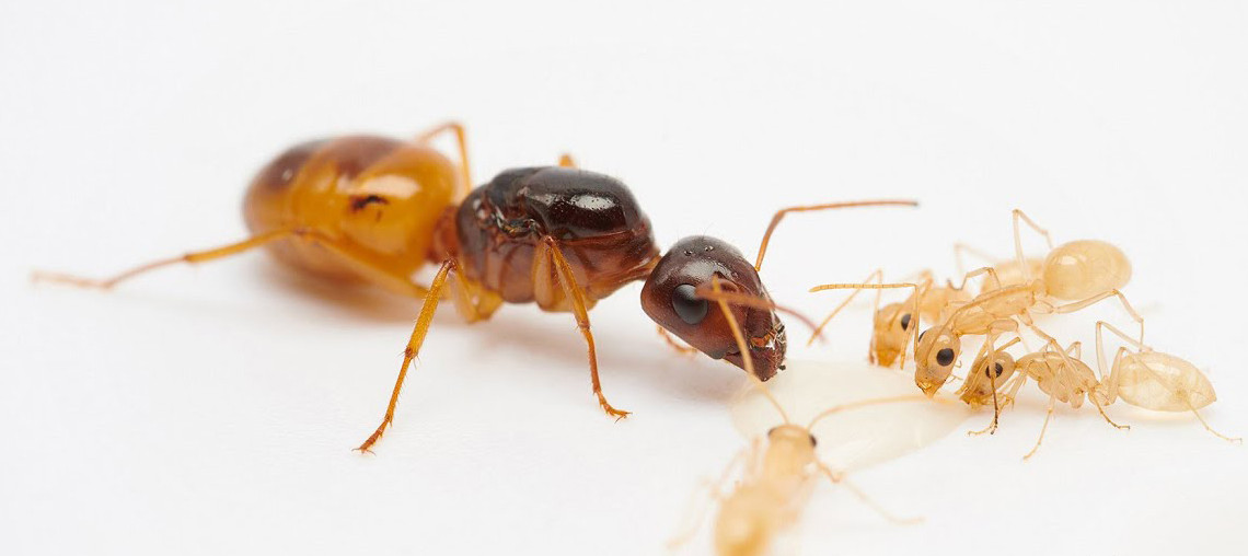 Camponotus turkestanus, фото 1