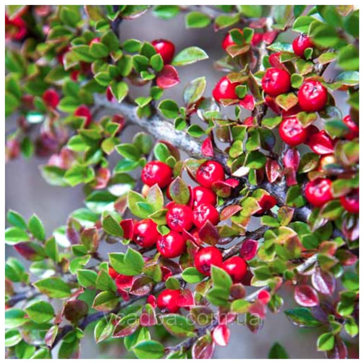 Кизильник шведський Корал Бьюті Coral Beauty Cotoneaster (горщик 0,5 л)